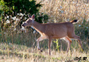 Odocoileus hemionus